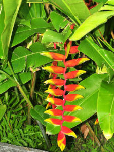 垂花火鳥焦 垂花火鳥焦