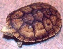 斑紋泥龜