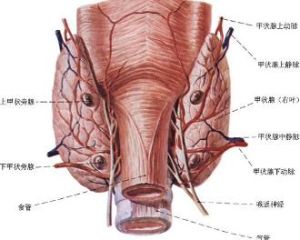 甲狀旁腺 甲狀旁腺