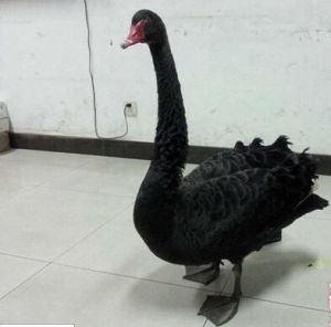 黑天鵝太胖飛翔中掉落街頭