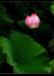 虞美人·雨荷 虞美人·雨荷