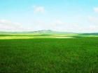 科爾沁草原