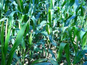 街南自然村特色產業-冬早包穀