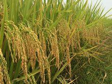 荃優822田間表現