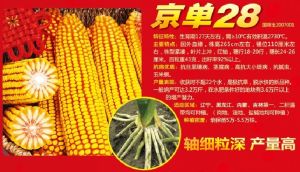 京單二八 京單二八