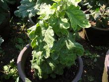 感染了紫薇絨蚧的植物