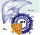 B肝