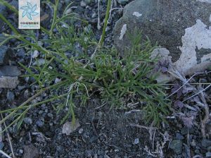 雙球芹屬 雙球芹屬