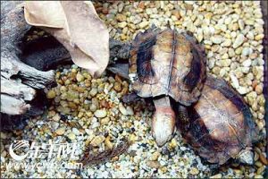 另類寵物：別拿烏龜不當動物(組圖)