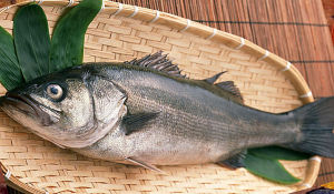 白項赤尾冬 白項赤尾冬