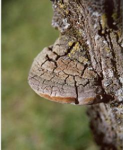 裂蹄木層孔菌 裂蹄木層孔菌