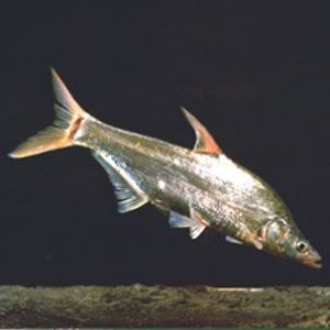 尖頭紅鮊 尖頭紅鮊