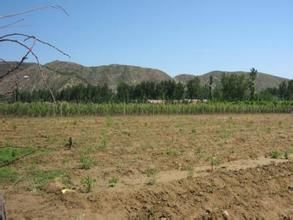 前王會村 前王會村