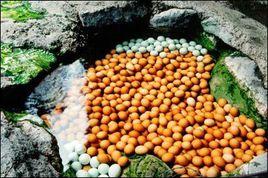 溫泉煮雞蛋 溫泉煮雞蛋