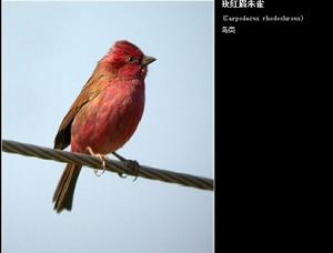 玫紅眉朱雀 玫紅眉朱雀