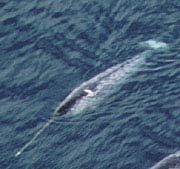 北極獨角鯨
