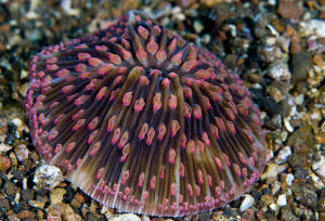 蘑菇珊瑚 蘑菇珊瑚