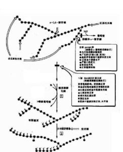 糖原合成作用 糖原合成作用