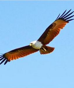 《大洋上空的鷹》 《大洋上空的鷹》