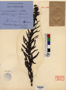 雷丁馬先蒿 雷丁馬先蒿