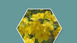 黃榆葉梅 黃榆葉梅