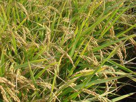 盤州紅米 盤州紅米