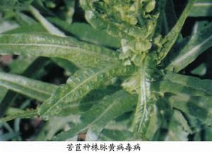 苦苣菜脈黃病毒病