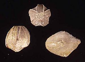 五角海蕾 五角海蕾