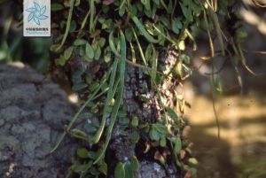 貼生石韋 貼生石韋