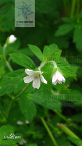 傘花老鸛草 傘花老鸛草