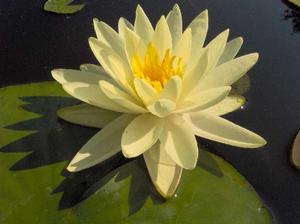 金色勳章 金色勳章