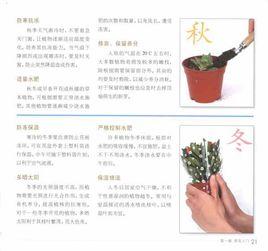 新手養花入門 新手養花入門