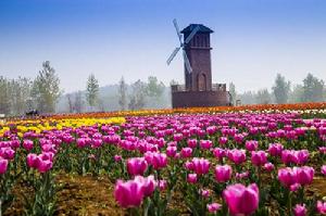 九頂蓮花山生態農業觀光園