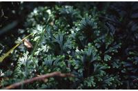 生根卷柏 生根卷柏