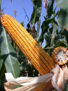 鐵研31號 鐵研31號