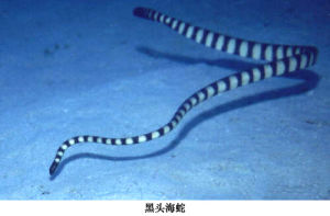 黑頭海蛇