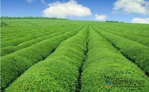 區域農業生態地質調查 區域農業生態地質調查