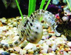 “育兒”的海馬