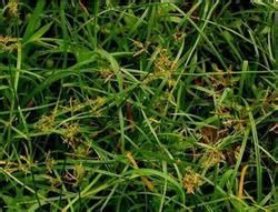 長小穗莎草 長小穗莎草