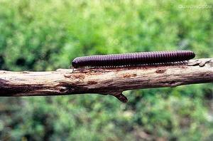 馬陸[多足亞門倍足綱動物]