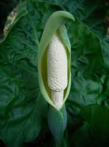 肉穗花序 肉穗花序