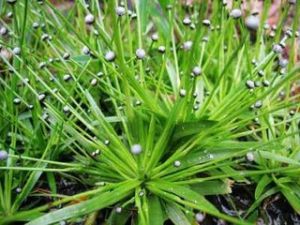 極小谷精草 極小谷精草