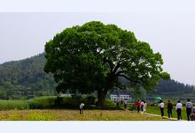 千年古樟