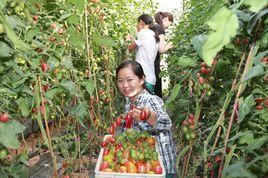 雲台農場 雲台農場