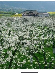 蒼溪梨花節