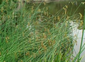 台灣燈心草 台灣燈心草