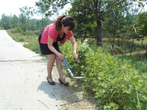 一路青青草 一路青青草