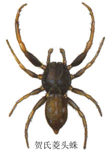 賀氏菱頭蛛