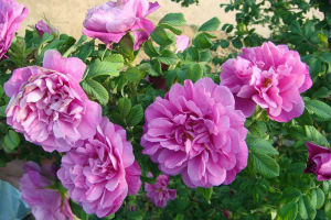 平陰玫瑰甲天下 平陰玫瑰園