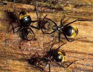 （圖）猛蟻亞科